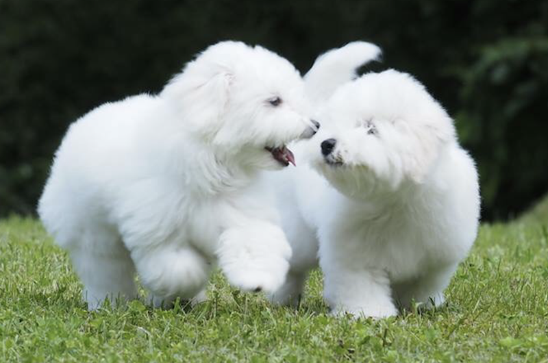 Coton puppies at play