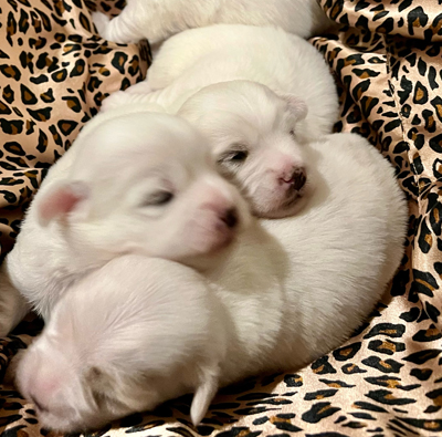 coton puppies
